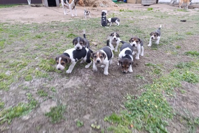 Щенки Англо русской гончей