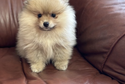 Померанский шпиц