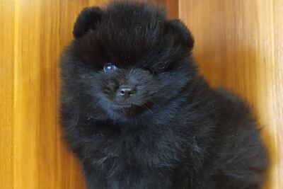 Померанский шпиц.