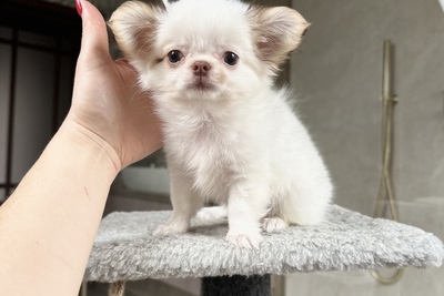 Белоснежный мальчик чихуахуа