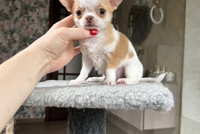 Малыш чихуахуа