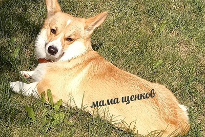 Щенки Вельш Корги Пемброк