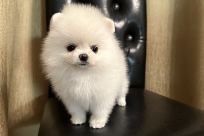 Померанский шпиц( тикап)