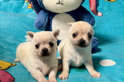 Мини чихуахуа