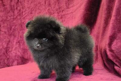 Мальчик померанского шпица