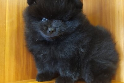 Померанский шпиц.