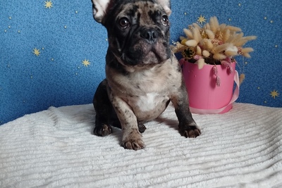 Мальчик французский бульдог.