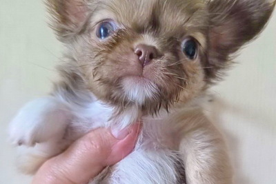 Чихуахуа девочки Г/Ш и д/Ш и Разные мальчики