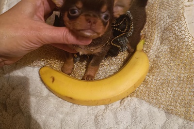 Кукольные велюровые малютки-девочки