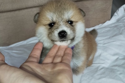 Щенки акита-ину