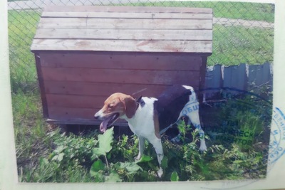 Выжловка эстонской гончей