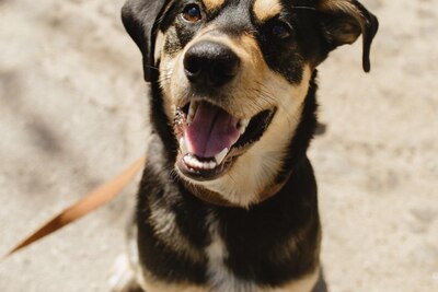Молодой красивый пес Цезарь в дар