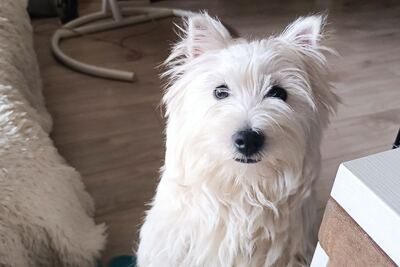 Вест Хайленд уайт терьер, девочка