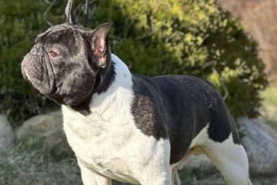 Французский бульдог вязка