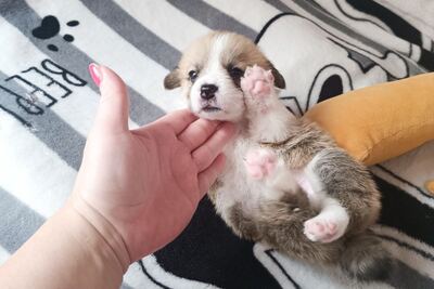 Вельш корги пемброк