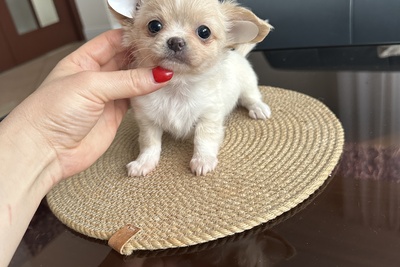 Длинношёрстная красавица чихуахуа