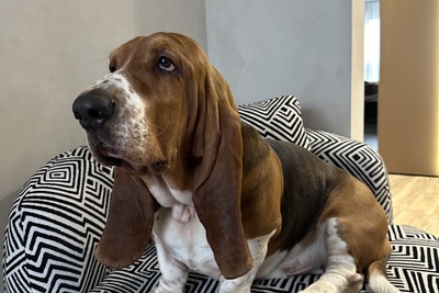 Бассет Хаунд, мальчик, вязка ( с родословной)