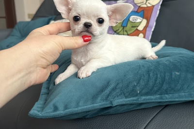 Белоснежный мальчик чихуахуа