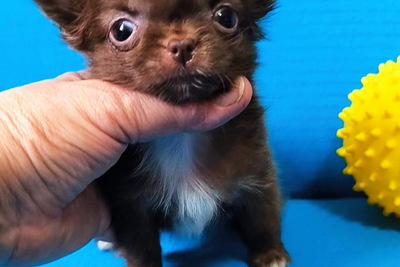 Чихуахуа  мальчики и девочки