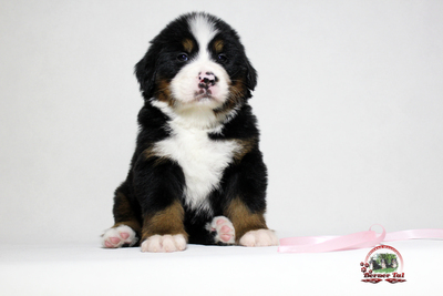 Бернский зенненхунд. Высокопородные щенки