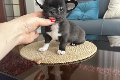 Мальчик чихуахуа