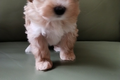 Мальтипу f1 девочка болонка /пудель