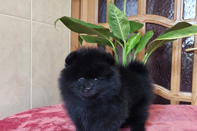 Померанский шпиц.