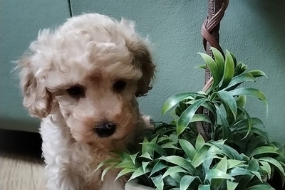 Пудель миниатюрный с родословной мальчик ь