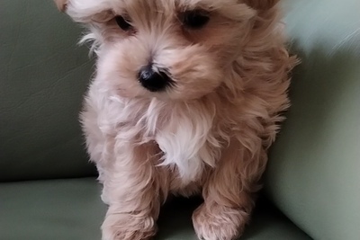 Мальтипу ф1 мальтийская болонка /той-пудель мальчик