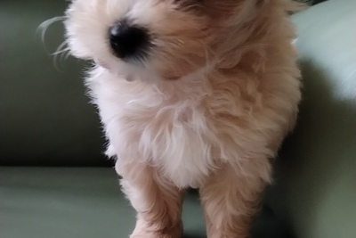 Мальтипу f1 болонка /той-пудель мальчик