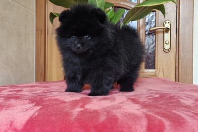 Мальчик померанский шпиц.