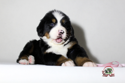 Бернский зенненхунд. Высокопородные щенки