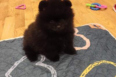 Мальчик померанского шпица