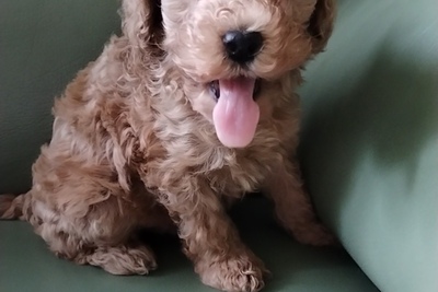 Пудель с родословной