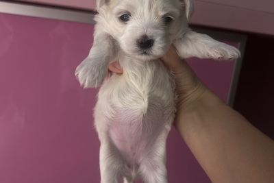 Мальтийская болонка мини