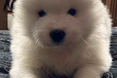 Продаются замечательные щенки!