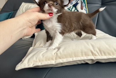 Шоколадная девочка чихуахуа