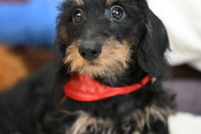 Элитный щенок  жесткошерстной кроличьей таксы