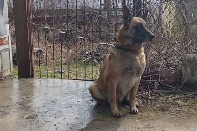 Бельгийская овчарка