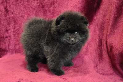 Мальчик померанского шпица