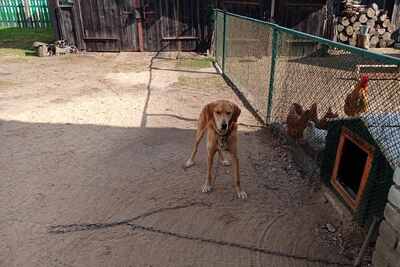 Русская гончая