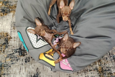 Русский той Той-терьер