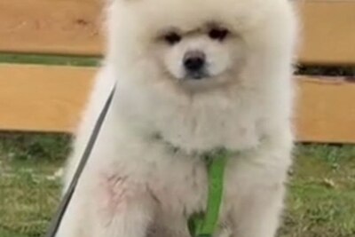 Пропал питомец