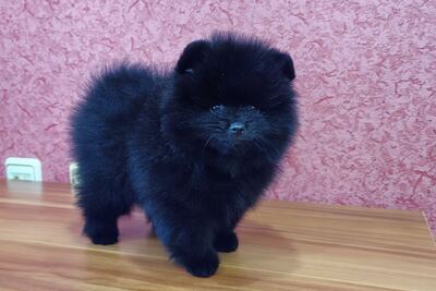 Мальчик померанского шпица