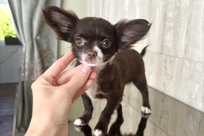 Девочка чихуахуа