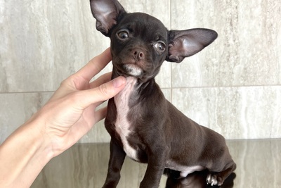 Шоколадный мальчик чихуахуа