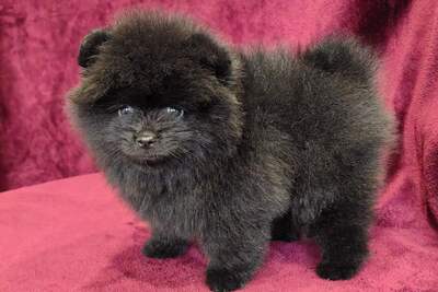 Мальчик померанского шпица