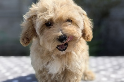 Щенки мальтипу, той пудель