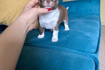 Шоколадный мальчик чихуахуа