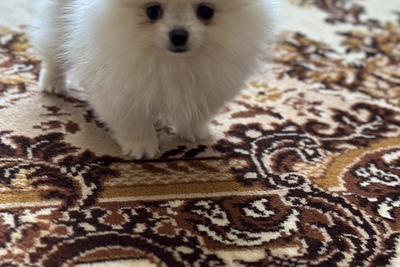 Померанский шпиц